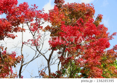 彩葉紅葉の写真素材 - PIXTA