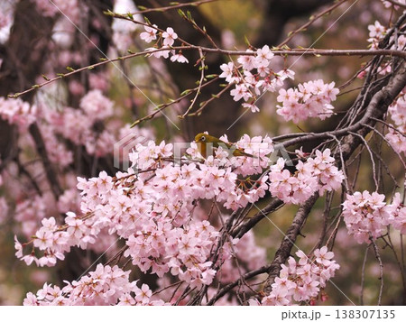 六義園・しだれ桜の写真素材 - PIXTA