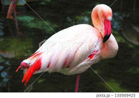 鳥 フラミンゴ 毛づくろい ベニイロフラミンゴの写真素材 - PIXTA