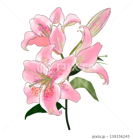 ゆり ユリ 花 花びらのイラスト素材 - PIXTA