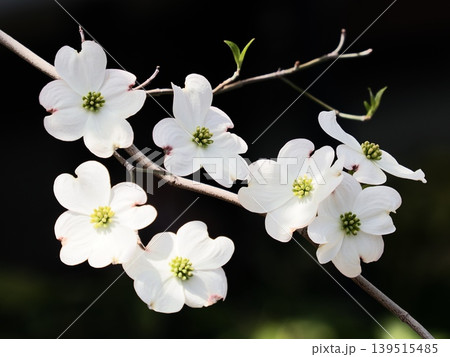 ハナミズキ 白 花 はなみずきの写真素材 - PIXTA