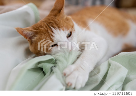 ねこぱんち 写真 ねこぱんち Ginowan-shi Okinawa