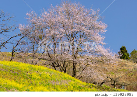春の小川の写真素材 - PIXTA