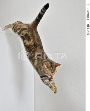 飛び跳ねる 動物の写真素材 - PIXTA