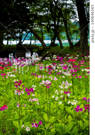 九輪草の写真素材 - PIXTA