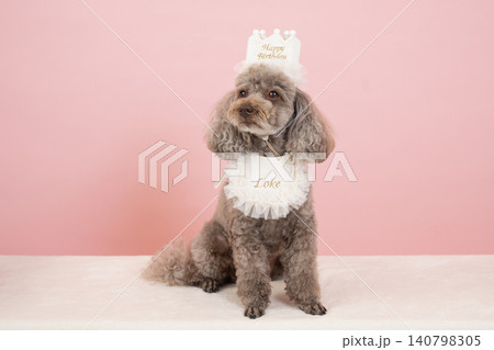 犬 トイプードル 座る おすわりの写真素材 - PIXTA