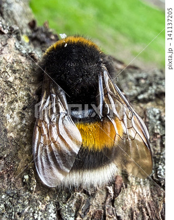 ハチ まるはなばち マルハナバチ 昆虫の写真素材 - PIXTA